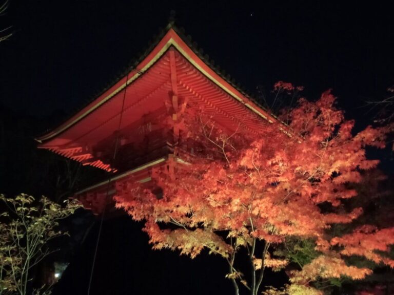 京都 紅葉ライトアップ 仁和寺 夜間特別拝観22 せつろぐ