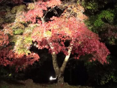 京都 紅葉ライトアップ 仁和寺 夜間特別拝観22 せつろぐ