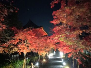 京都【紅葉ライトアップ】夜間特別拝観 2024 最新 厳選情報をお届けします！日程・拝観料・予約・行き方など詳しく紹介しています！