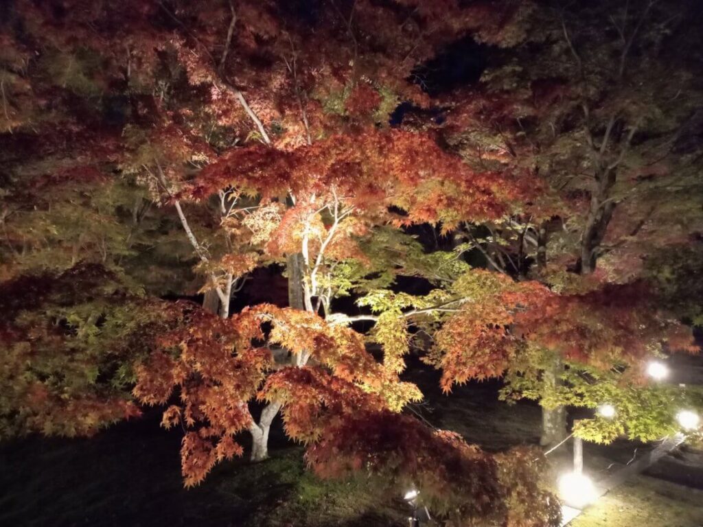 東福寺 もみじ⑥