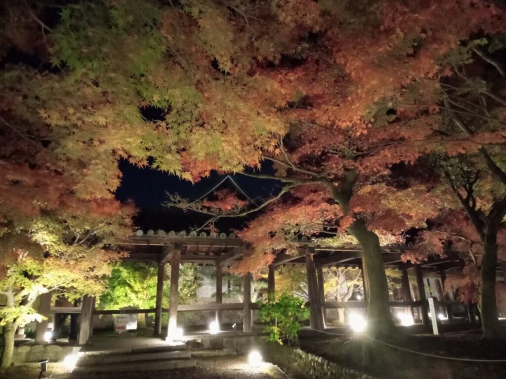 東福寺 もみじ⑧
