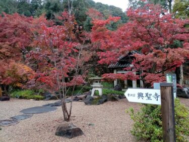 京都【興聖寺】紅葉で有名な琴坂は、もみじのトンネルが続きます！