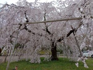 円山公園 しだれ桜