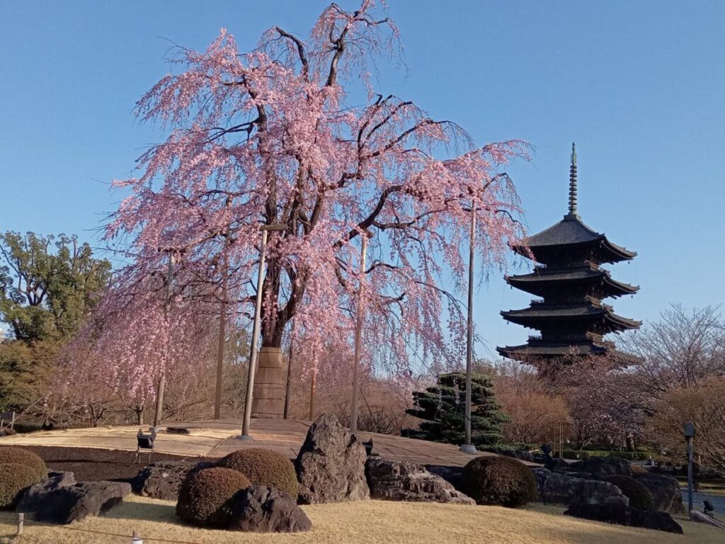 東寺 桜