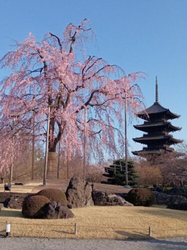 京都 しだれ桜の厳選おすすめ名所 8選 【醍醐寺】や【東寺】など有名どころをご紹介！