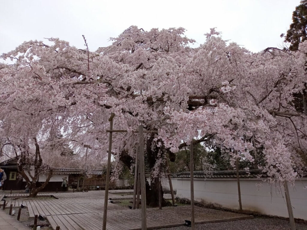 醍醐寺 桜