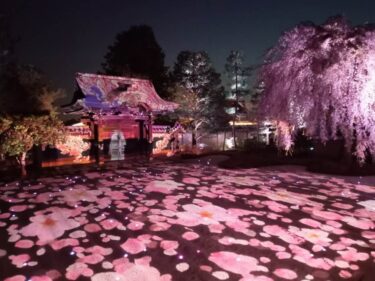 京都【高台寺】夜の「プロジェクションマッピング」と「光る御朱印」は大人気！ 春は桜で秋もみじ！