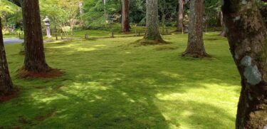 京都大原【三千院】初夏の苔庭の青もみじとあじさいを見に一人旅！