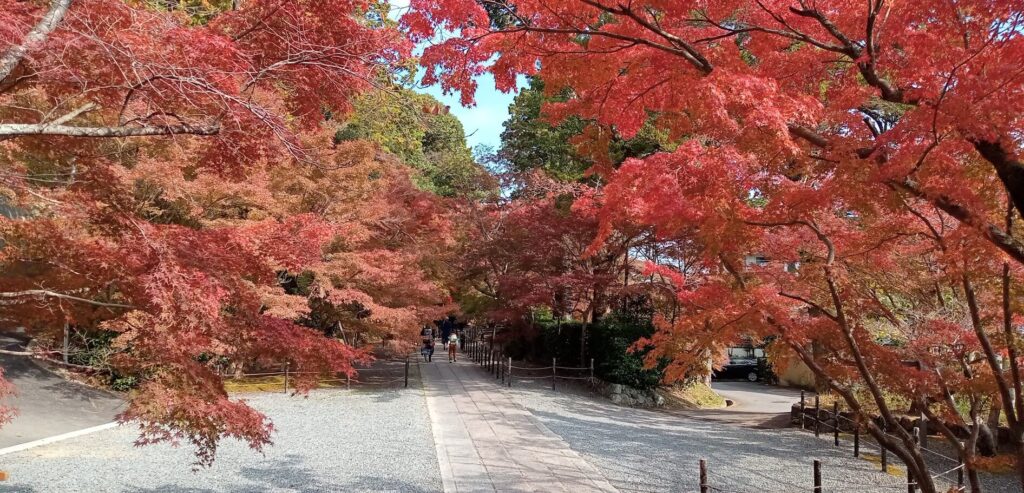 光明寺 もみじ参道①