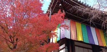 京都【光明寺】紅葉「もみじ参道」もみじのトンネルは、一生に一度は訪れてみたい！