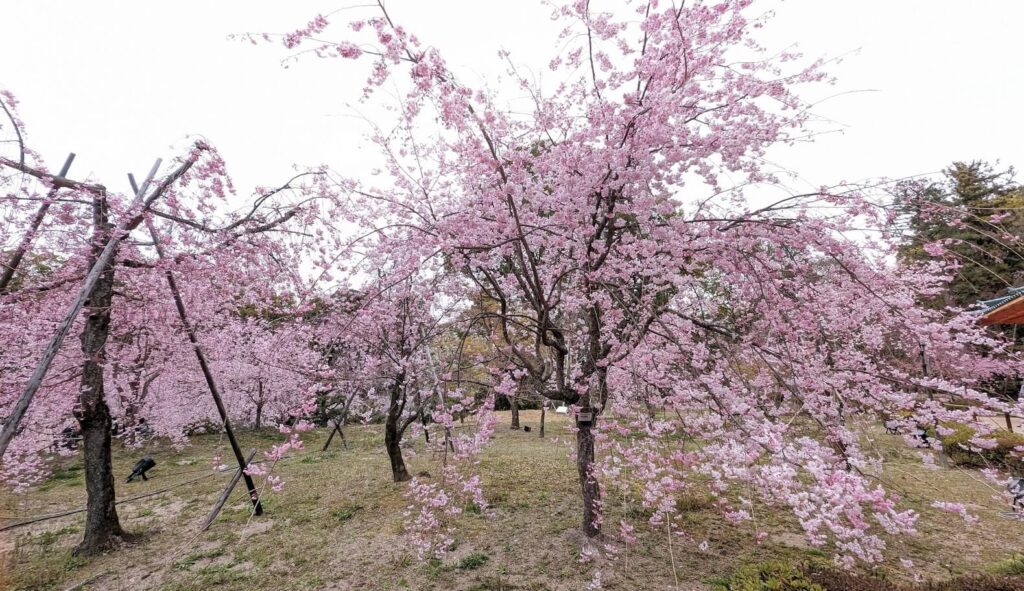 平安神宮 桜③