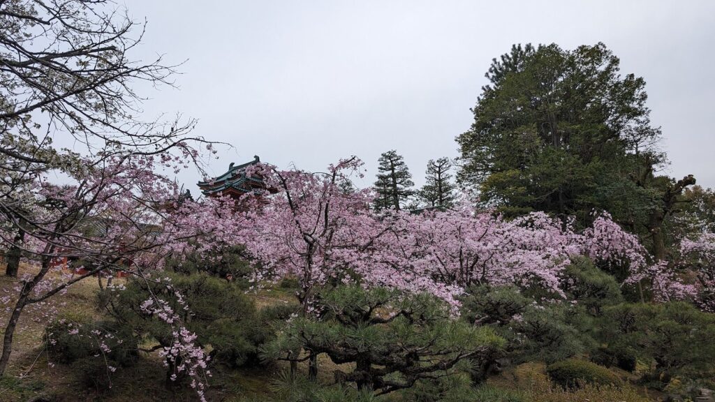 平安神宮 桜④